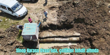 Sinop Karasu Ovası’nda, çeltikler tehdit altında!