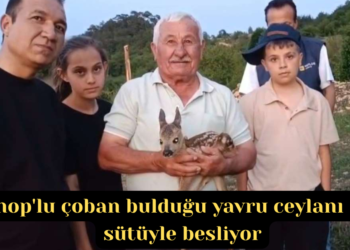 Sinop’lu çoban bulduğu yavru ceylanı keçi sütüyle besliyor!