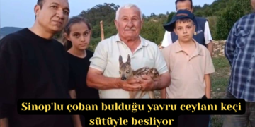 Sinop’lu çoban bulduğu yavru ceylanı keçi sütüyle besliyor!
