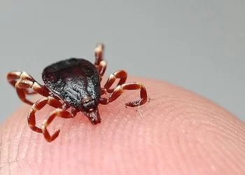 Kabusu devam ediyor: Sivas’ta kene vakaları 7’e çıktı!