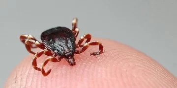 Kabusu devam ediyor: Sivas’ta kene vakaları 7’e çıktı!