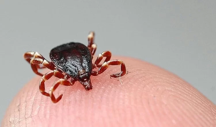 Sivas'ta kene ısırması sonucu Kırım Kongo Kanamalı Ateşi (KKKA) şüphesiyle tedavi altında olan 7 çocuk annesi Köpük Meral (65) hayatını kaybetti.
