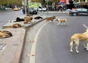 Hayvanseverlerin bağışlarını zimmete geçiren 10 şüpheli tutuklandı