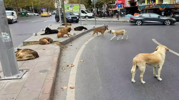 Ankara'da sokak hayvanları için toplanan yardım paralarını kendi hesaplarına aktarıp zimmetine geçirdikleri tespit edilen 10 şüpheli tutuklandı.