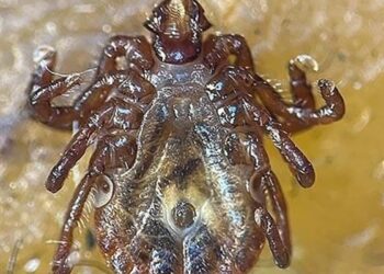 Türkiye’de yeni kene türü tespit edildi! 30’dan fazla hastalık etkenini taşıyabiliyor