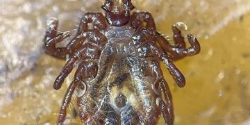 Türkiye’de yeni kene türü tespit edildi! 30’dan fazla hastalık etkenini taşıyabiliyor