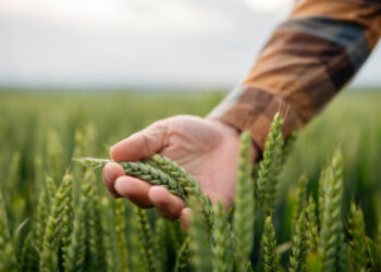 Türkiye FAO Konsey Üyeliğine Seçildi Türkiye FAO Konsey Üyeliğine Seçildi