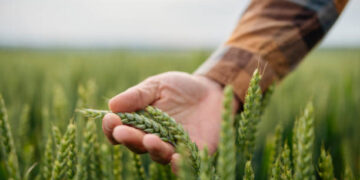 Türkiye FAO Konsey Üyeliğine Seçildi