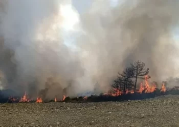 Orman Yangınlarıyla İlgili Jandarma Tarafından 7 Şüpheli Gözaltına Alındı