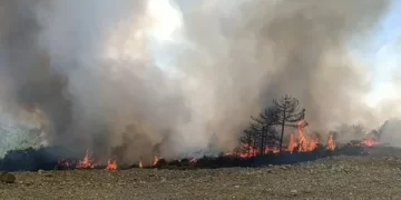 Orman Yangınlarıyla İlgili Jandarma Tarafından 7 Şüpheli Gözaltına Alındı
