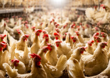 Tavuk eti üretimi yükseldi, yumurta üretimi azaldı Tavuk eti üretimi yükseldi, yumurta üretimi azaldı