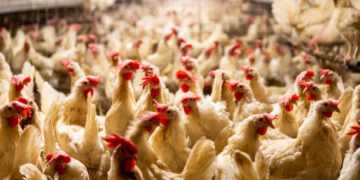 Tavuk eti üretimi yükseldi, yumurta üretimi azaldı