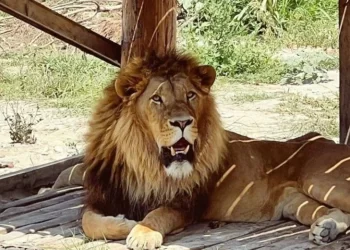 Manavgat’ta kaçak aslan bir kişiyi yaraladı: Polis çevreyi kordon altına aldı