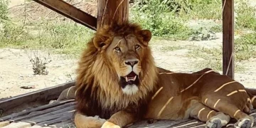 Manavgat’ta kaçak aslan bir kişiyi yaraladı: Polis çevreyi kordon altına aldı