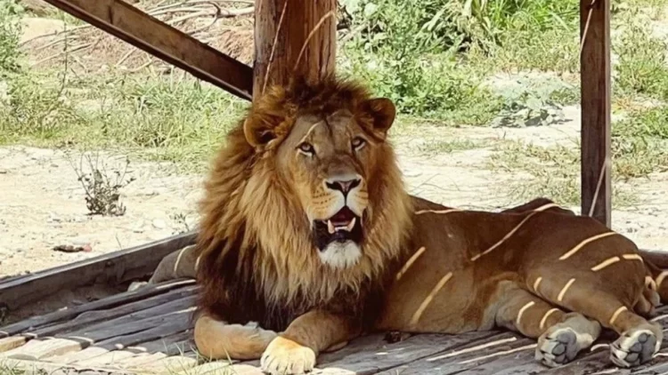 Antalya’nın Manavgat ilçesinde, hayvan parkından kaçan aslan bir kişiyi yaraladı.