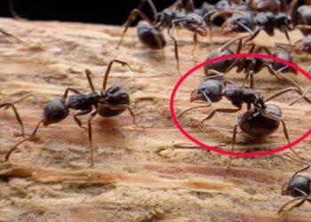 Bahçesinde karınca olan herkese acil uyarı!