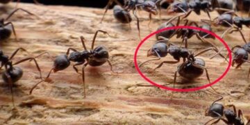 Bahçesinde karınca olan herkese acil uyarı!