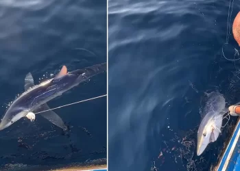 Türkiye kıyılarında 100 kiloluk mavi köpek balığı, balıkçıların oltasına takıldı