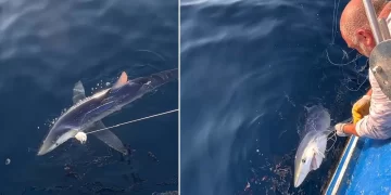 Türkiye kıyılarında 100 kiloluk mavi köpek balığı, balıkçıların oltasına takıldı
