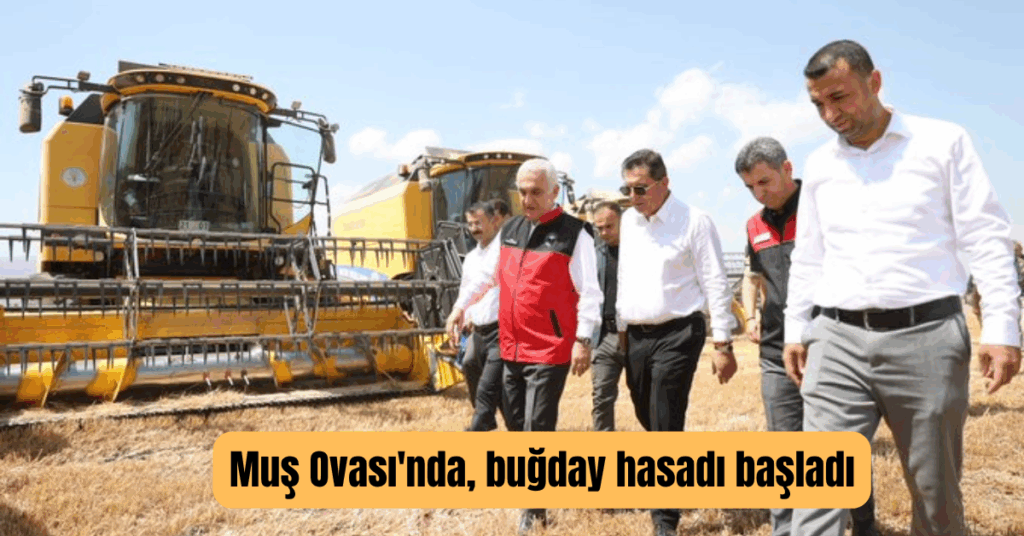 mus ovasinda bugday hasadi basladi habermeydan