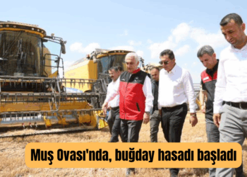Muş Ovası’nda, buğday hasadı başladı!