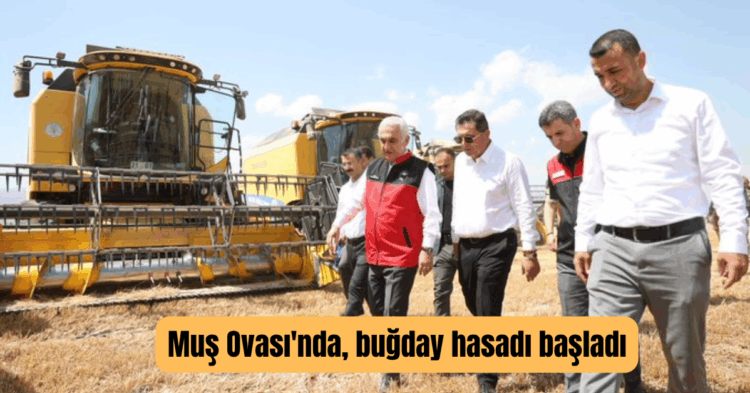 mus ovasinda bugday hasadi basladi habermeydan