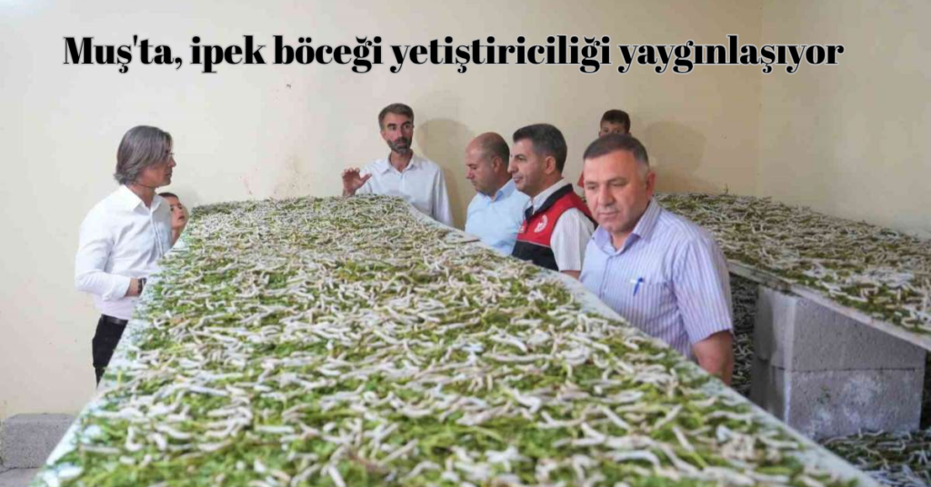 musta ipek bocegi yetistiriciligi yayginlasiyor habermeydan