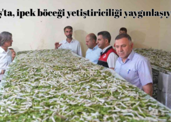 Muş’ta, ipek böceği yetiştiriciliği yaygınlaşıyor!
