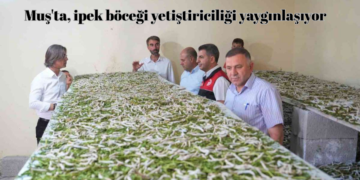 Muş’ta, ipek böceği yetiştiriciliği yaygınlaşıyor!