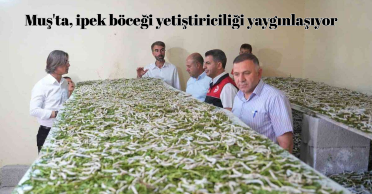 musta ipek bocegi yetistiriciligi yayginlasiyor habermeydan