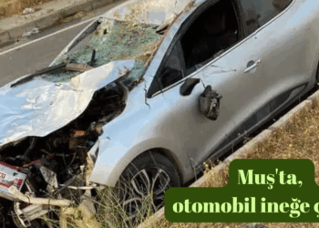 Muş’ta, otomobil ineğe çarptı!