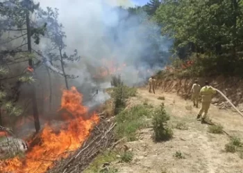 61 orman yangını ile ilgili 23 şüpheli gözaltına alındı