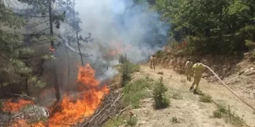 61 orman yangını ile ilgili 23 şüpheli gözaltına alındı