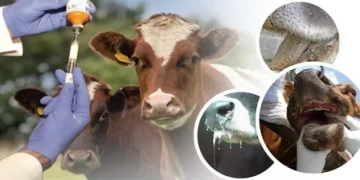 Bakanlıktan şap hastalığı hakkında açıklama!