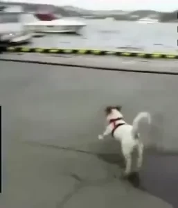 Erol Kose kizi kopegi serbest birakip cocugun uzerine saldi1 habermeydan