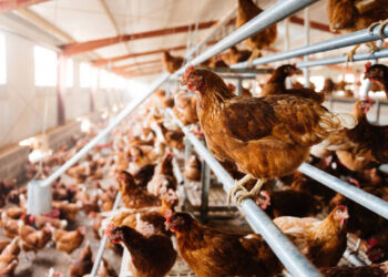 Kümes hayvancılığında et üretimi arttı, yumurta üretimi azaldı