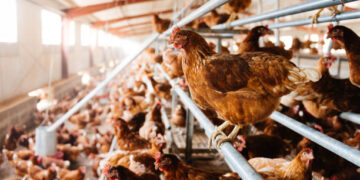 Kümes hayvancılığında et üretimi arttı, yumurta üretimi azaldı