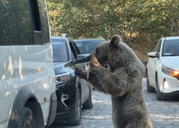 Bitlis’te ayı saldırısı: Valilikten kritik açıklama geldi