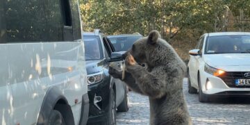 Bitlis’te ayı saldırısı: Valilikten kritik açıklama geldi