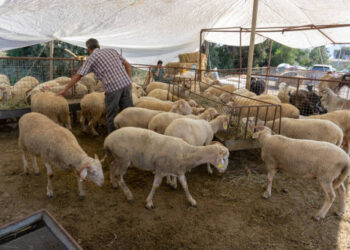 24 ilimizdeki hayvan pazarları yeniden aktif hale getirildi