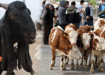 Bakanlık açıkladı: 24 ilde hayvan pazarları yeniden açıldı