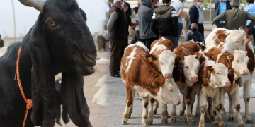 Bakanlık açıkladı: 24 ilde hayvan pazarları yeniden açıldı