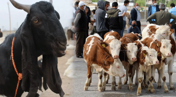 Tarım ve Orman Bakanlığı, şap hastalığı nedeniyle geçici olarak kapatılan hayvan pazarlarının 24 ilde yeniden faaliyete geçtiğini açıkladı.