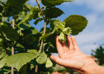 2025-2026 sezonu kabuklu fındık alım fiyatları netleşti