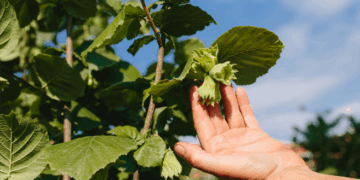 2025-2026 sezonu kabuklu fındık alım fiyatları netleşti