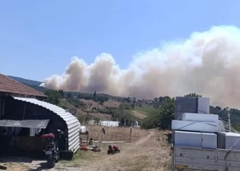 Kocaeli’de orman yangını