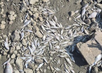 Manyas Gölü’nde toplu balık ölümleri için inceleme başlatıldı