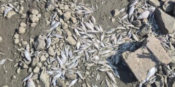 Manyas Gölü’nde toplu balık ölümleri için inceleme başlatıldı