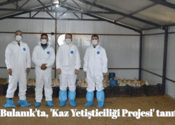 Muş Bulanık’ta, ‘Kaz Yetiştiriciliği Projesi’ tanıtımı yapıldı!