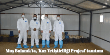 Muş Bulanık’ta, ‘Kaz Yetiştiriciliği Projesi’ tanıtımı yapıldı!